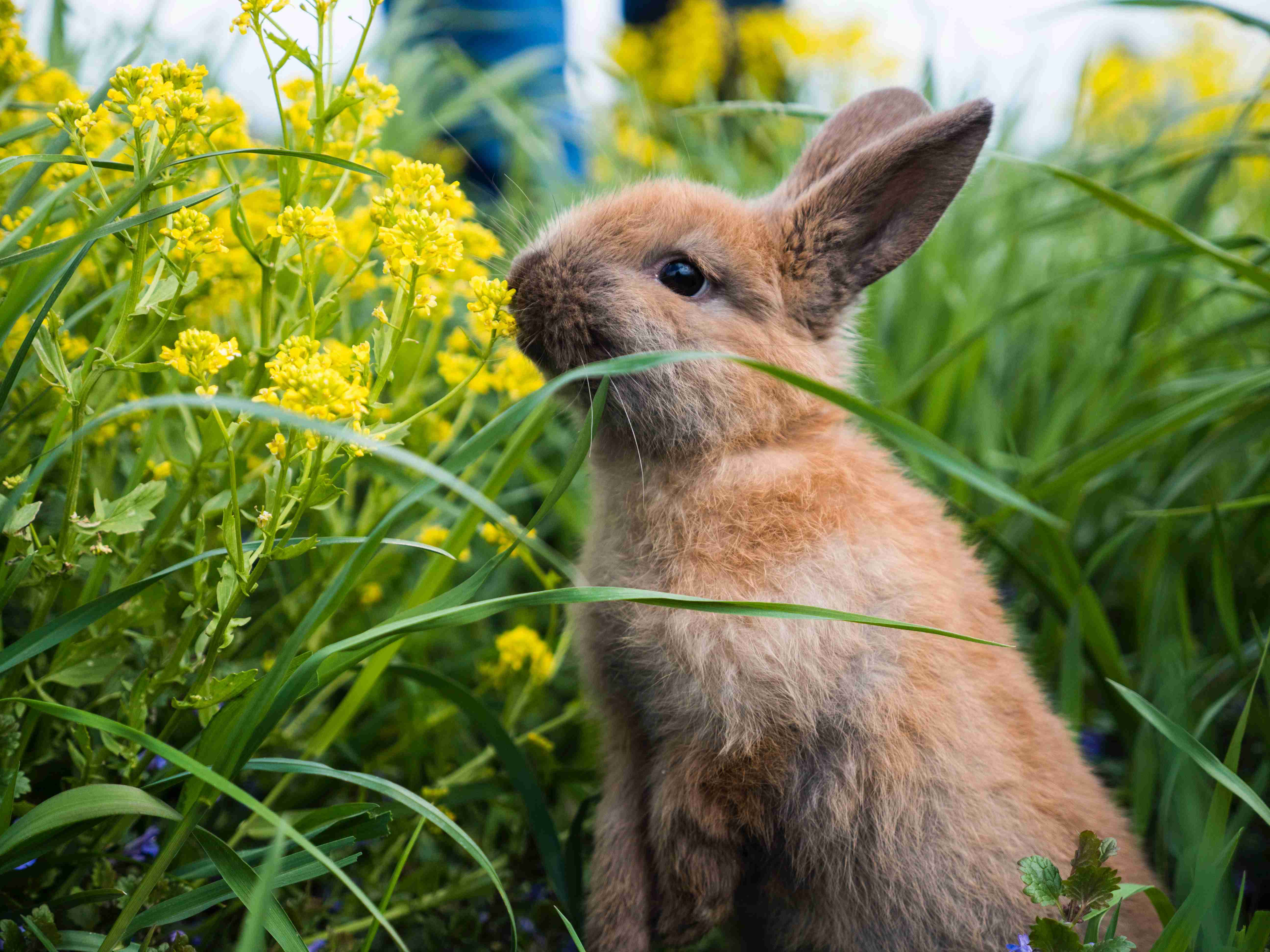 Uncovering the Truth: Do Pet Rabbits Suffer from Allergies?